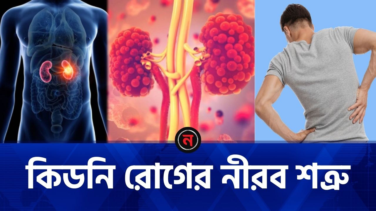 কিডনি বিকলের অজানা কারণ: সেরামাইড ও মাইটোকনড্রিয়ার যুদ্ধ | Nababani - নববাণী
